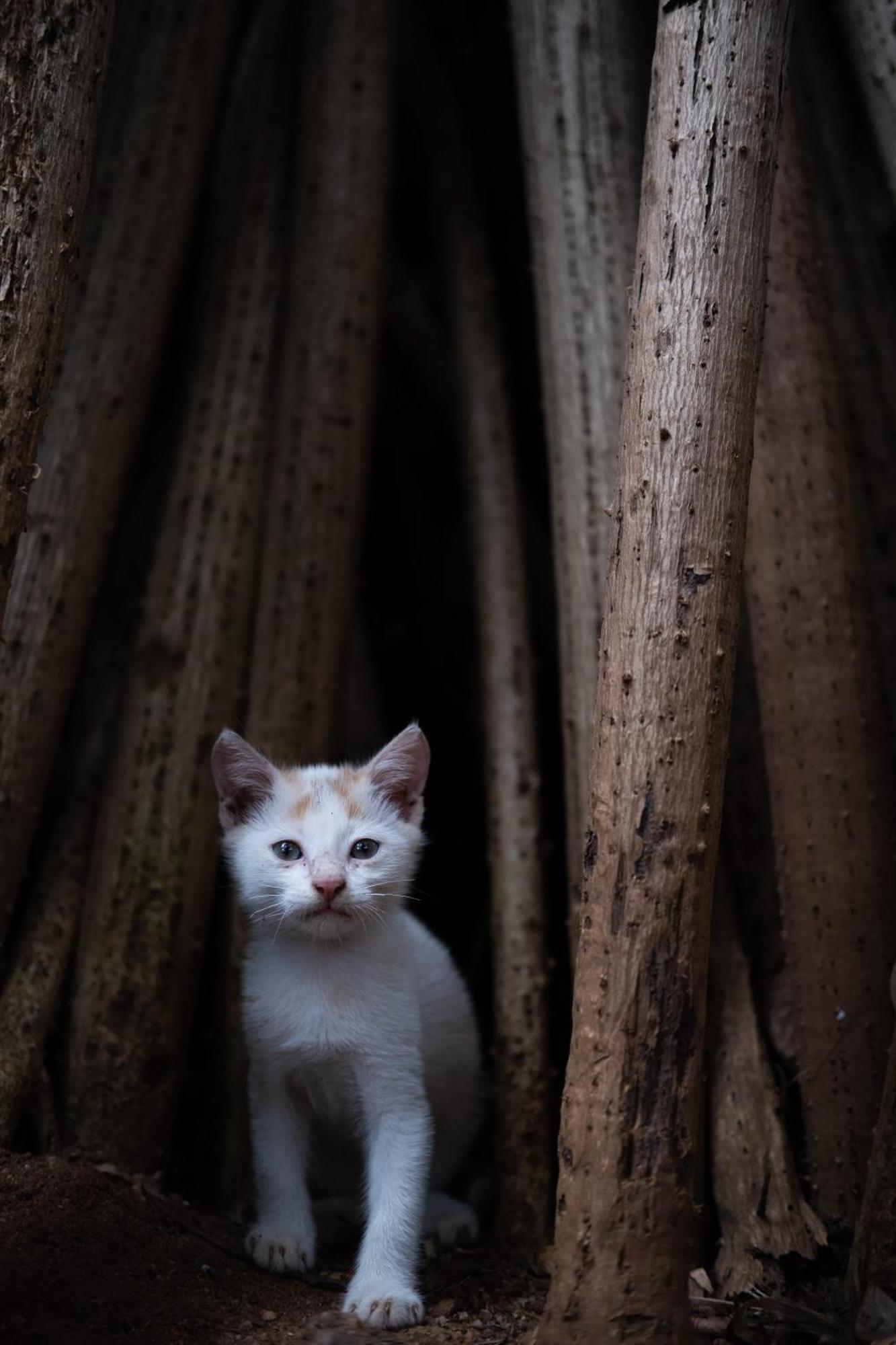 Alass Ga For Pets Lovers Trincomalee Extérieur photo
