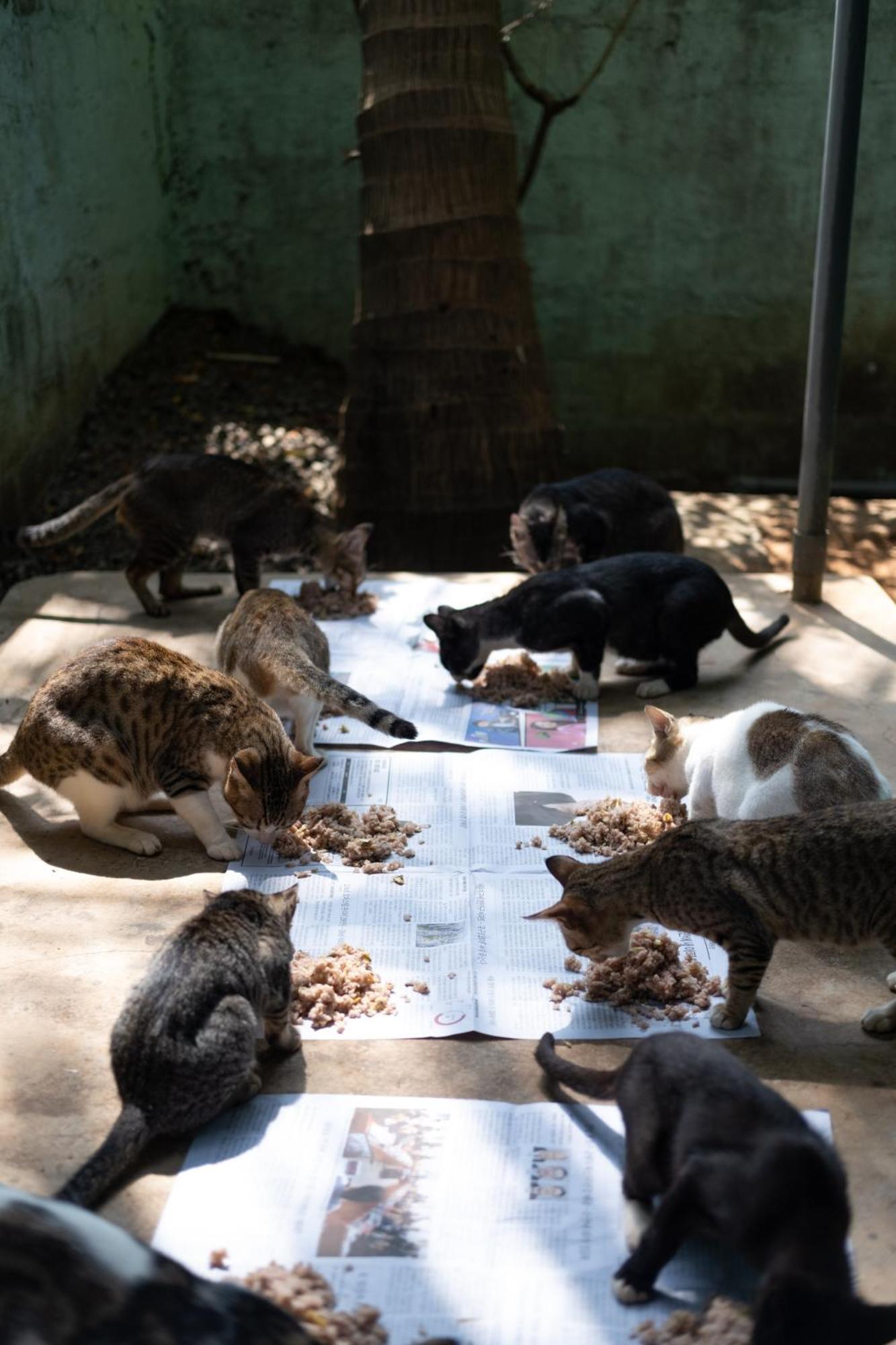 Alass Ga For Pets Lovers Trincomalee Extérieur photo