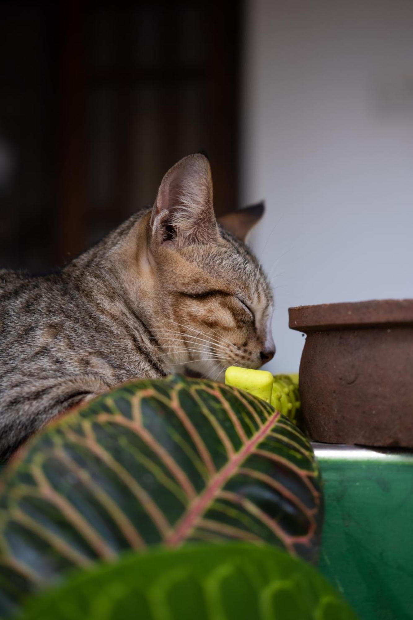 Alass Ga For Pets Lovers Trincomalee Extérieur photo