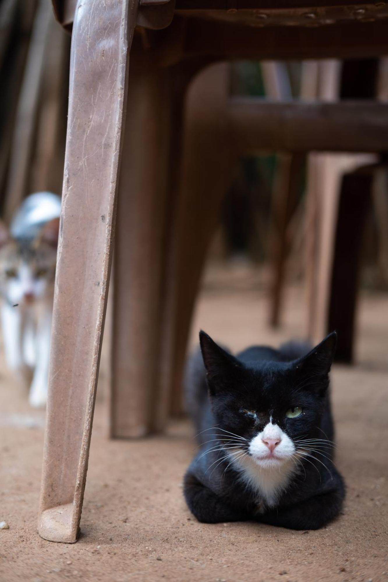 Alass Ga For Pets Lovers Trincomalee Extérieur photo