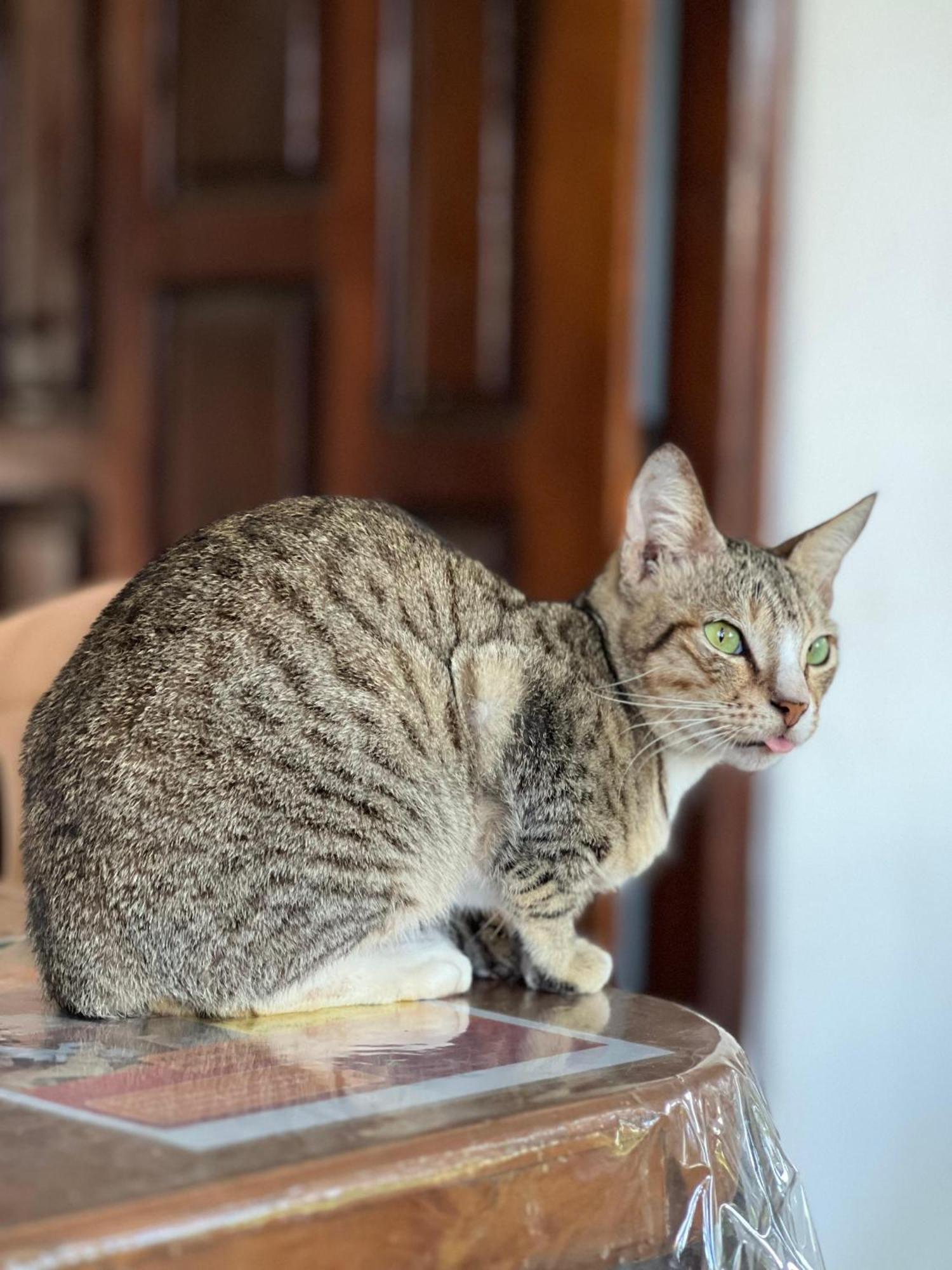 Alass Ga For Pets Lovers Trincomalee Extérieur photo