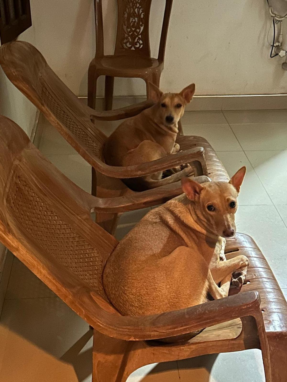Alass Ga For Pets Lovers Trincomalee Extérieur photo