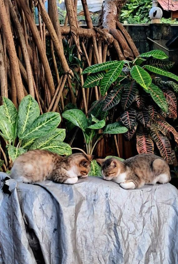 Alass Ga For Pets Lovers Trincomalee Extérieur photo