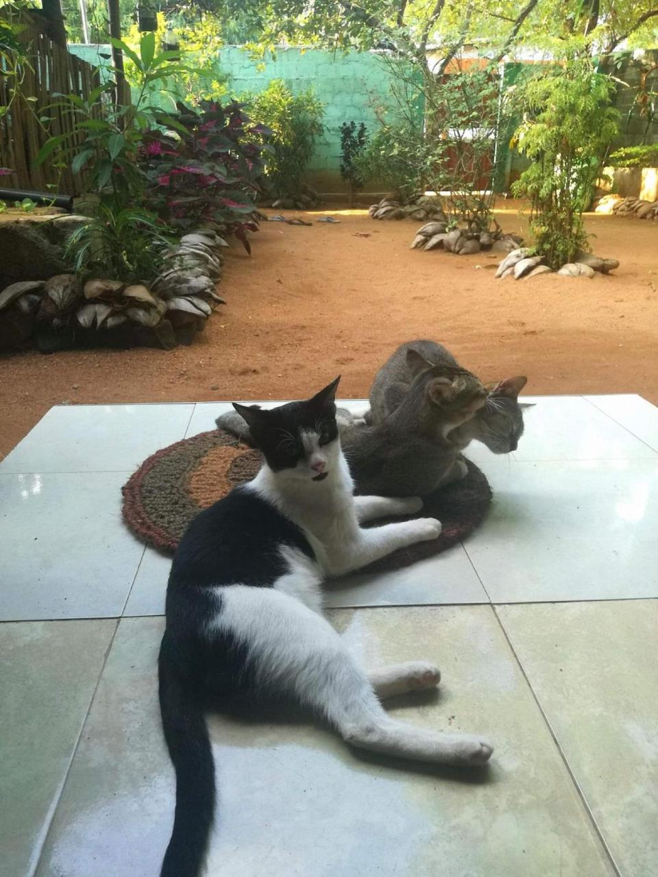 Alass Ga For Pets Lovers Trincomalee Extérieur photo