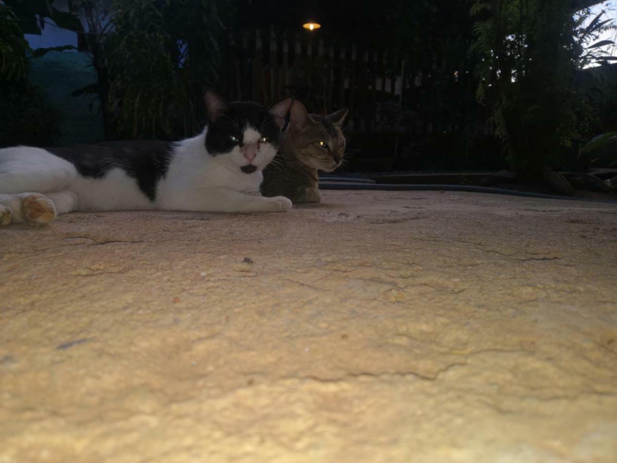 Alass Ga For Pets Lovers Trincomalee Extérieur photo